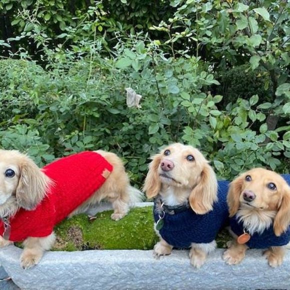 S Little Broken Waffles Dog Sweater - Picture 2 of 11